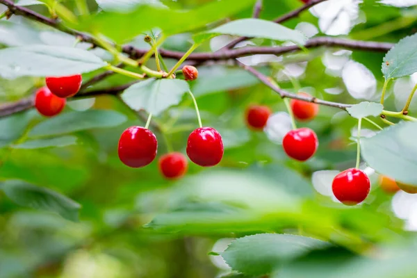 Rote Beeren Kirschen Auf Dem Zweig Eines Baumes — Stockfoto