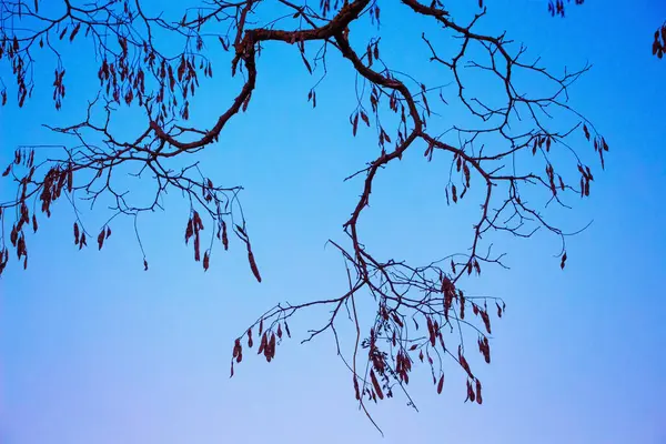 Ramo Árvore Ramificada Contra Céu Azul Noite — Fotografia de Stock