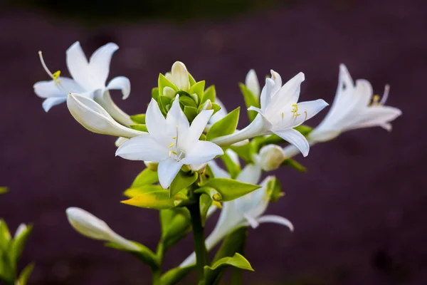 暗い背景にホスタの白い花 — ストック写真