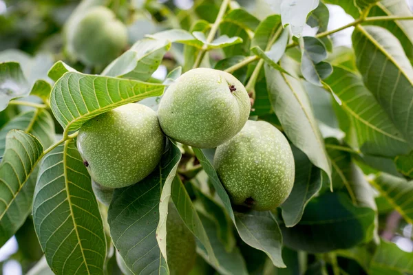 stock image Green walnuts in a shell during maturation. Growing nuts