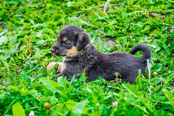 Cachorro Preto Está Caminhando Através Grama Verde Jardim — Fotografia de Stock