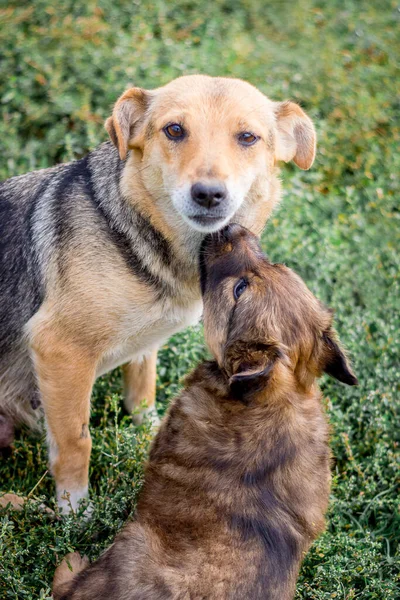 緑の芝生の上で彼女の母親の隣に小さな子犬 — ストック写真