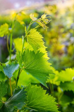 Güneşli bir günde taze yeşil üzüm yaprakları.