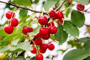 Kırmızı böğürtlenli kiraz dalı. Böğürtlen topla