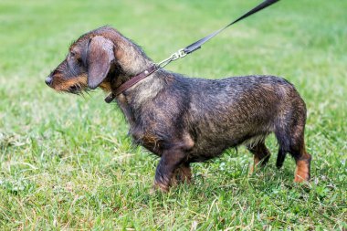 Dachshundon cinsinden kara bir köpek yağmurlu havada yürürken tasmasını takıyor.