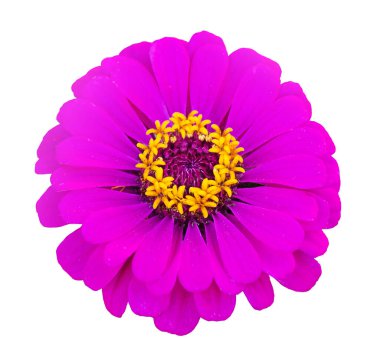 Beyaz izole arkaplanda pembe zinnia çiçeği