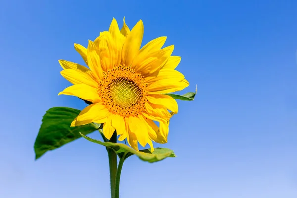 Flor Amarela Girassol Fundo Céu Azul Tempo Ensolarado Espaço Cópia — Fotografia de Stock