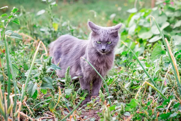 Μια Γκρι Γάτα Πηγαίνει Κατά Μήκος Του Μονοπατιού Στον Κήπο — Φωτογραφία Αρχείου