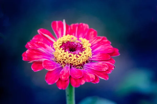 Rosafarbene Blume Zinnia Aus Nächster Nähe Auf Dunkelblauem Hintergrund — Stockfoto