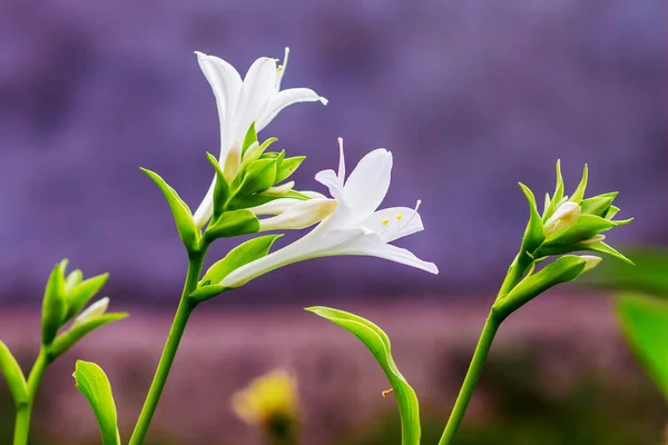 White Flowers Hosta Purple Background Summer Flowers — Stock Photo, Image