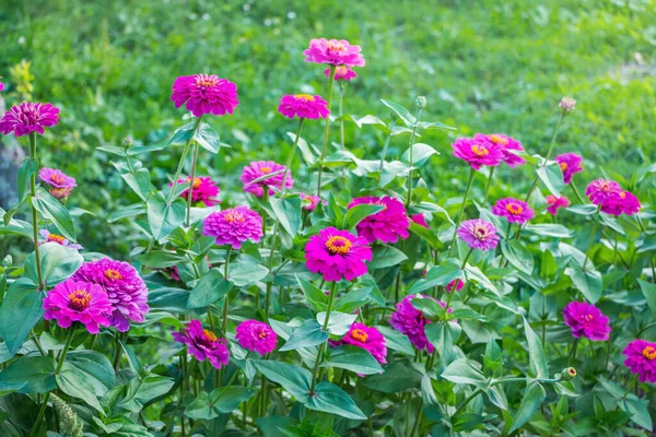 Flores Cor Rosa São Zinnia Jardim Canteiro Flores — Fotografia de Stock