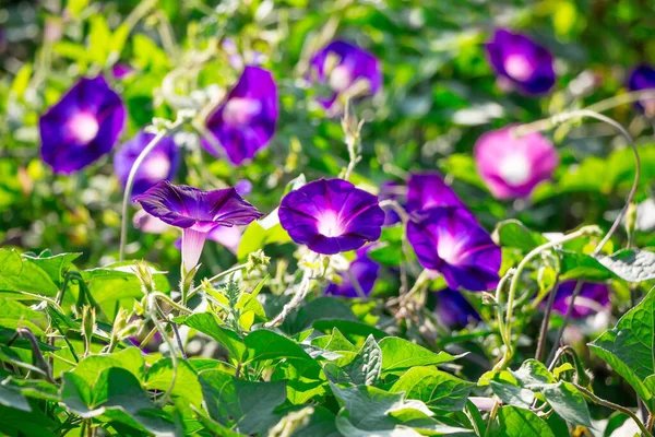 Lila Blüten Garten Auf Dem Beet Bei Sonnigem Wetter — Stockfoto