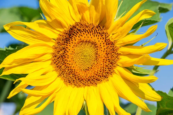 Nagy Sárga Napraforgó Virág Közel Napsütéses Időben — Stock Fotó