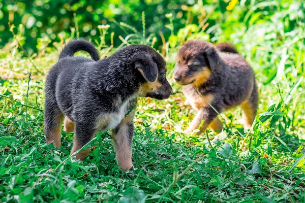 夏には2匹の子犬が緑の芝生で遊んでいます — ストック写真