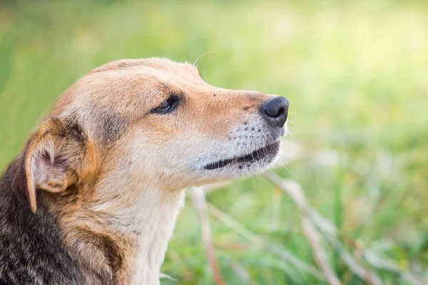 Yakın Plan Bir Profilde Kahverengi Renkli Bir Köpeğin Portresi — Stok fotoğraf
