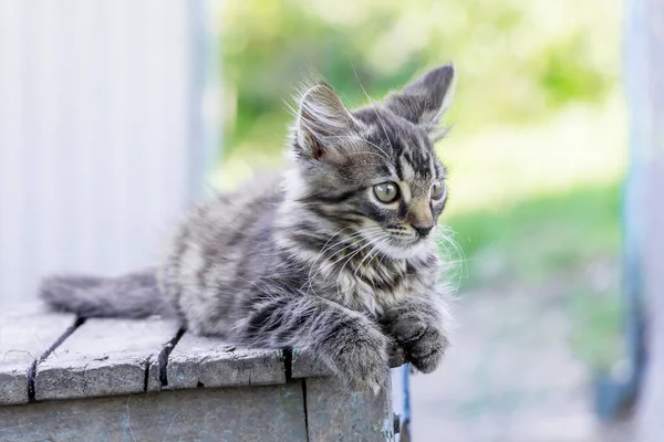 Gri Çizgili Bir Kedi Yavrusu Sokakta Eski Bir Sandalyede Oturuyor — Stok fotoğraf