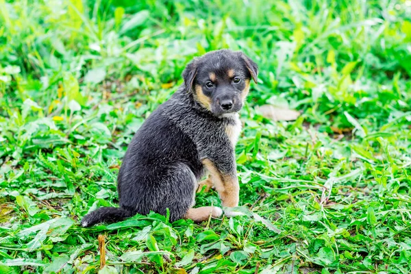 Cachorro Preto Senta Grama Tempo Claro Ensolarado — Fotografia de Stock