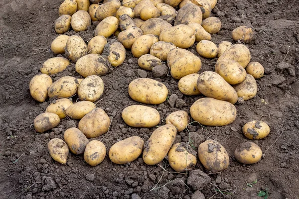 Урожай Картофеля Кровати Выращивание Картошки — стоковое фото