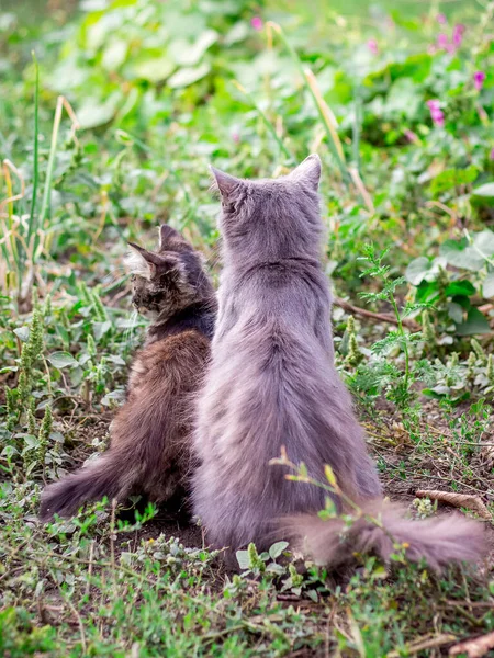 고양이 마리와 고양이 마리가 풀밭에 바라본다 — 스톡 사진