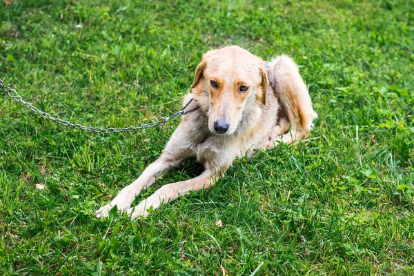 Cazador Perro Raza Galgo Una Cadena Acostado Hierba Mientras Camina — Foto de Stock