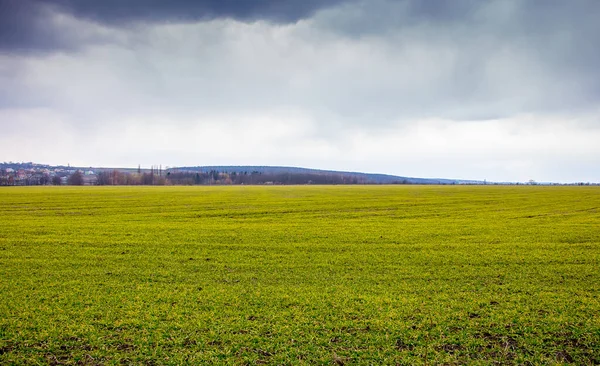 stock image Background from green grass and sky. Landscape: Field with green grass and cloudy sky