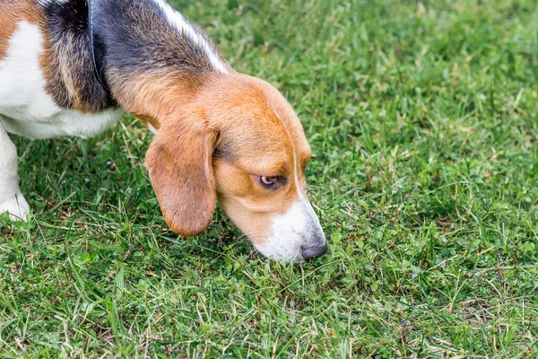 Retrato Una Raza Perros Sabueso Estonio Que Tiene Una Huella — Foto de Stock