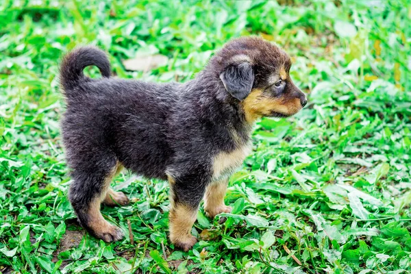 小さな黒い子犬が緑の草の上に立っている — ストック写真