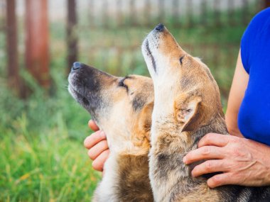 Kadınlar çiftlikte en sevdiği köpekleri okşarlar.
