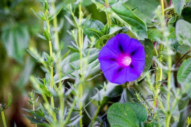 Mor çiçekli sabah zaferi yeşil arka planda