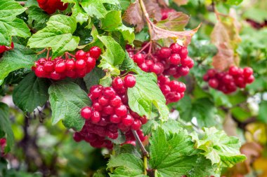 Kırmızı böğürtlenli bir guelder gülü.