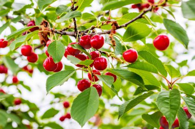Kırmızı kirazlı dal. Meyve ağaçları.