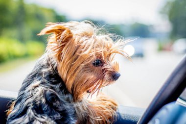 Küçük köpek cinsi Yorkshire Teriyeri bir arabanın direksiyonunda