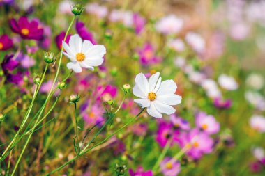 Kosmeya 'nın beyaz ve pembe çiçekleri çiçek bahçesinde