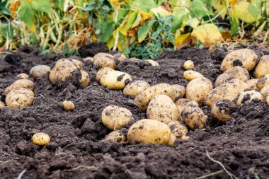 Yatakta patates hasadı. Patates yetiştiriyorum.
