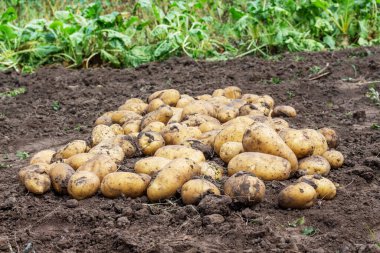 Yatakta patates hasadı. Patates yetiştiriyorum.