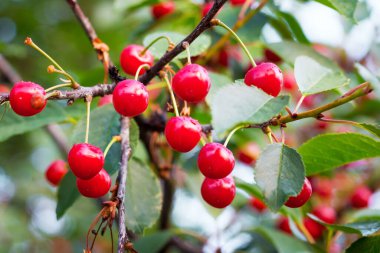 Ağaçta olgunlaşmış kırmızı kiraz. Kiraz yetiştirme