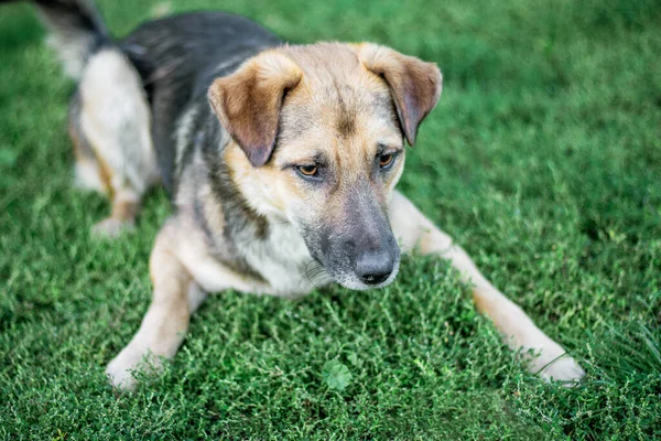 大きな犬は草の上に寝そべって農場を守る — ストック写真