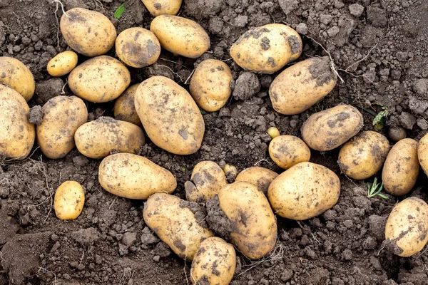 Картофель Собирают Кровати Выращивание Картошки — стоковое фото