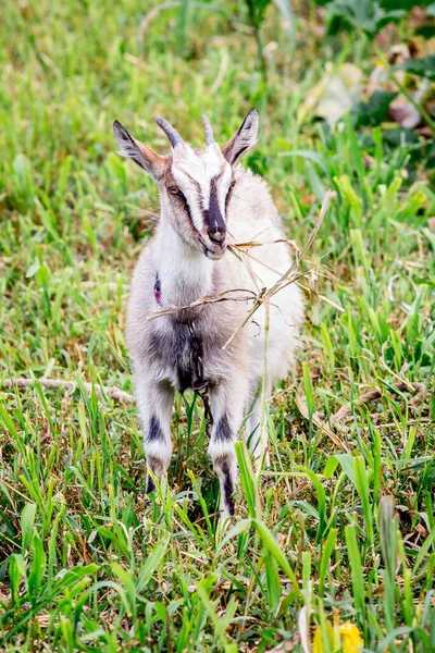 Une Jeune Chèvre Sur Pâturage Mange Herbe — Photo