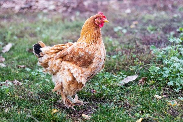 花园里的褐鸡 家禽的繁殖 — 图库照片
