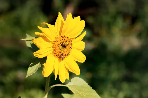 Bees Sitting Large Flower Sunflower Sunny Weather — Stock Photo, Image