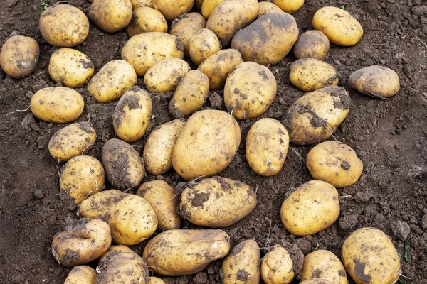 Урожай Картофеля Кровати Выращивание Картошки — стоковое фото