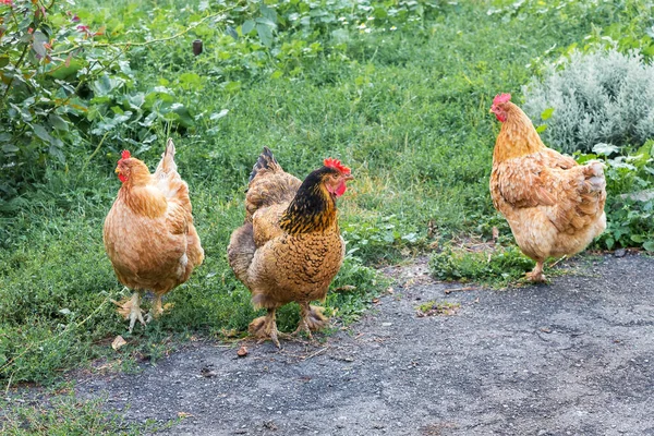 Bruna Kycklingar Gårdens Trädgård Söker Föda — Stockfoto