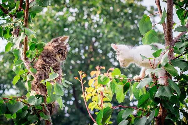 Dois Jovens Gatos Subiram Alto Árvore — Fotografia de Stock