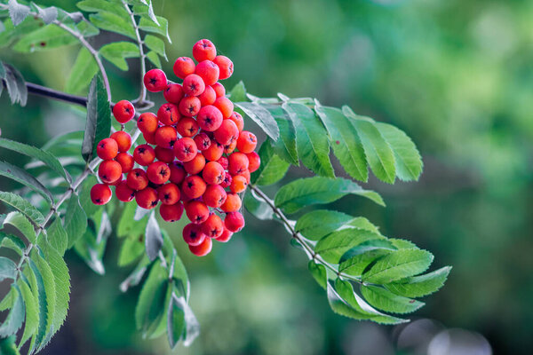 Cluster of red mountain ash on green leaves background