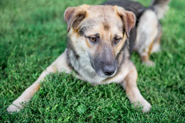 Perro Grande Acuesta Hierba Protege Granja — Foto de Stock