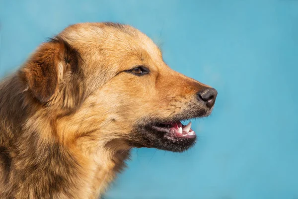 A young brown dog with open mouth on a blue background  in sunny weather. Portrait close-up