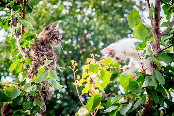 Dos Gatitos Árbol Los Gatos Están Jugando —  Fotos de Stock