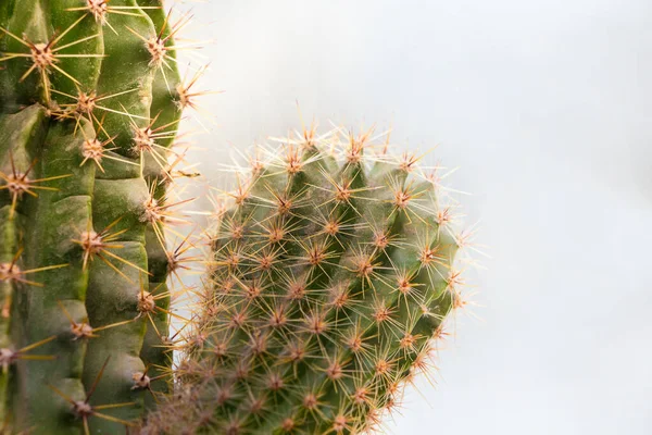 Cactus Con Brotes Cerca Cultivo Venta Cactus —  Fotos de Stock