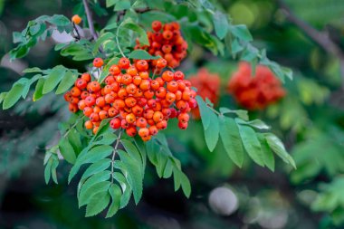 Yeşil yapraklar üzerinde kırmızı dağ külleri kümesi